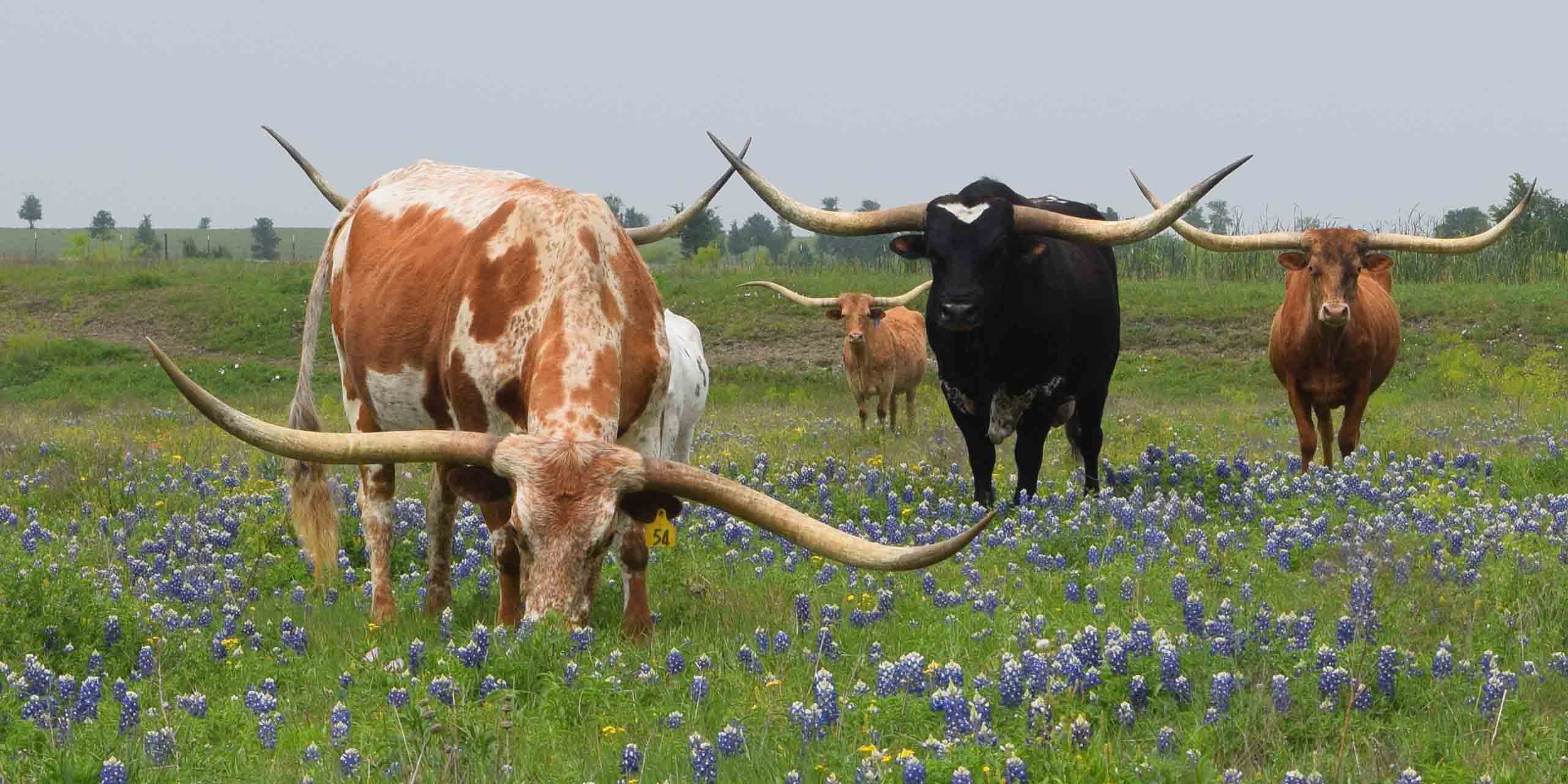 Rocking O Longhorns Texas Longhorn Cattle For Sale Austin Texas